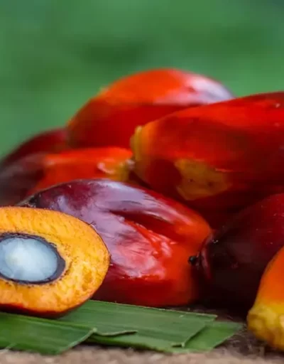 The Perils of Palm Oil